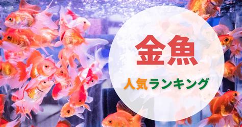 小金魚品種|金魚で人気の13種類｜体の丈夫さや大きさ、寿命は？ 